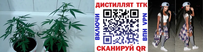 ссылка на мегу ONION  Псков  Дистиллят ТГК концентрат 